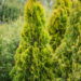 Thuja occidentalis `Golden Smaragd` harilik elupuu (2)
