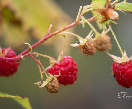 Rubus idaeus `Polka` vaarikas