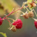Rubus idaeus `Polka` vaarikas