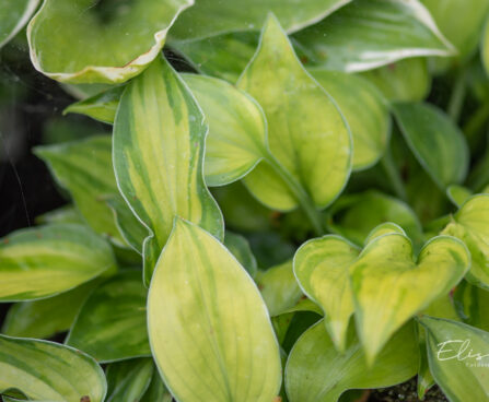 Hosta `Tick Tock` (1)