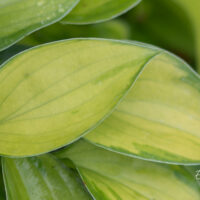 Hosta `Tick Tock` (2)