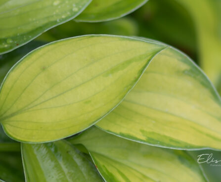 Hosta `Tick Tock` (2)