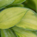 Hosta `Tick Tock` (2)