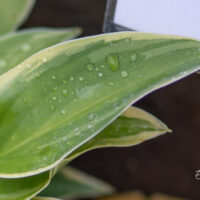 Hosta `Toy Soldier`