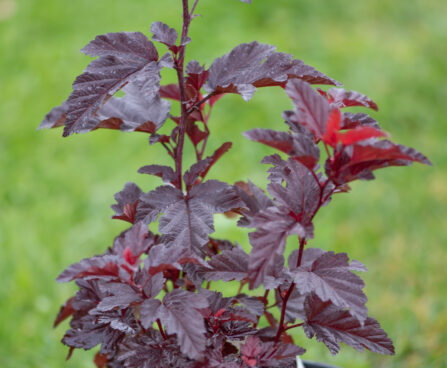 Physocarpus opulifolius `Little Angel` lodjap-põisenelas (1)