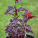 Physocarpus opulifolius `Little Angel` lodjap-põisenelas (1)