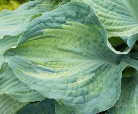 709_8621_Hosta_Guardian_Angel__4.JPG