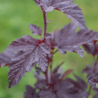 Physocarpus opulifolius `Little Angel` lodjap-põisenelas (2)