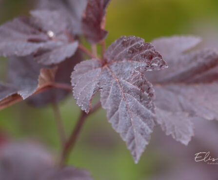 Physocarpus opulifolius `Mindia` lodjap-põisenelas (1)