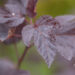 Physocarpus opulifolius `Mindia` lodjap-põisenelas (1)