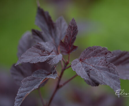 Physocarpus opulifolius `Mindia` lodjap-põisenelas (2)