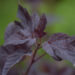 Physocarpus opulifolius `Mindia` lodjap-põisenelas (2)