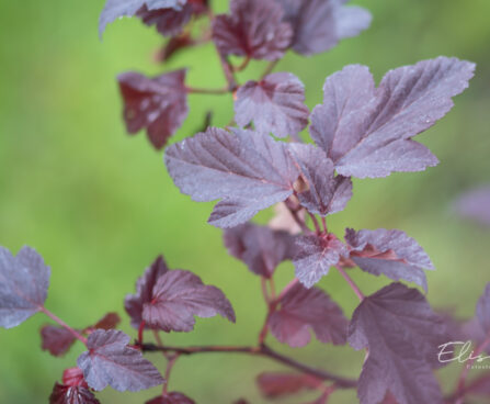 Physocarpus opulifolius `Mindia` lodjap-põisenelas (3)