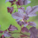 Physocarpus opulifolius `Mindia` lodjap-põisenelas (3)