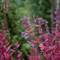 Nepeta faassenii `Blue Dragon` faaseni naistenõges