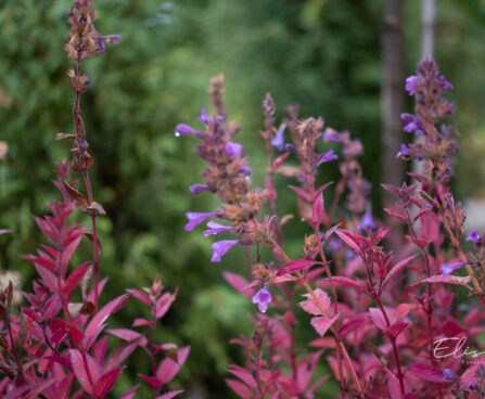 Nepeta faassenii `Blue Dragon` faaseni naistenõges