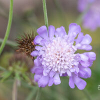 Scabiosa japonica tähtpea