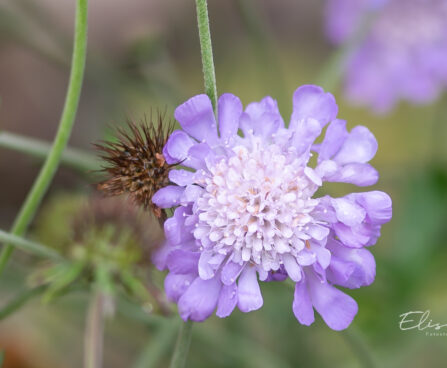 Scabiosa japonica tähtpea