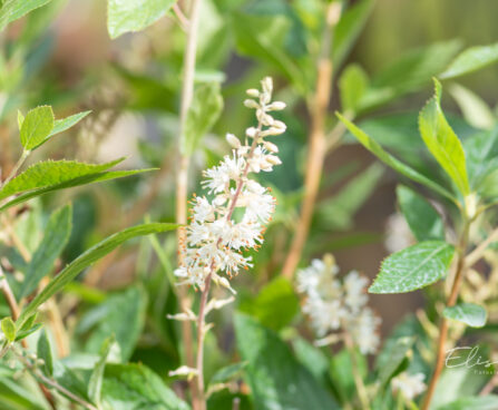 Clethra alnifolia `Hummingbird` lepalehine kletra (1)