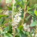 Clethra alnifolia `Hummingbird` lepalehine kletra (1)
