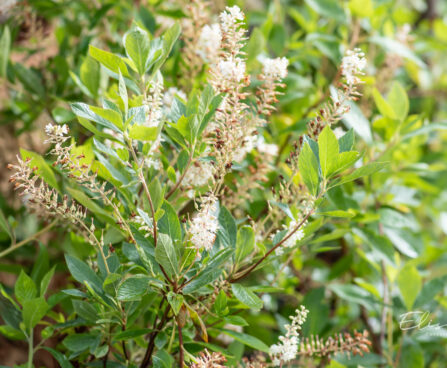Clethra alnifolia `Hummingbird` lepalehine kletra (2)
