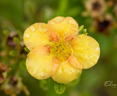 Potentilla fruticosa `Bella Sol` harilik põõsasmaran