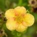 Potentilla fruticosa `Bella Sol` harilik põõsasmaran