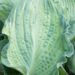 709_8622_Hosta_Guardian_Angel__5.JPG