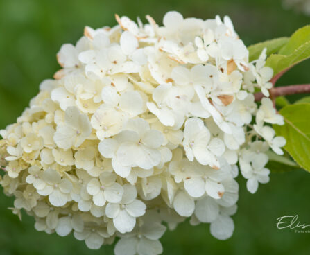 Hydrangea paniculata `Polar Bear` aed-hortensia