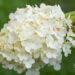 Hydrangea paniculata `Polar Bear` aed-hortensia