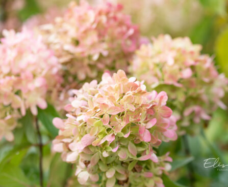 Hydrangea paniculata `Graffiti` aed-hortensia (1)