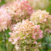 Hydrangea paniculata `Graffiti` aed-hortensia (1)