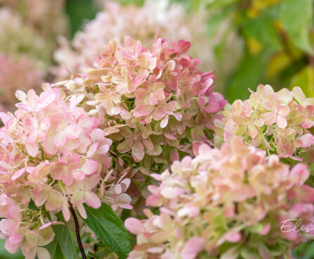 Hydrangea paniculata `Graffiti` aed-hortensia (2)