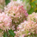 Hydrangea paniculata `Graffiti` aed-hortensia (2)