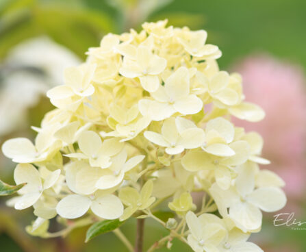 Hydrangea paniculata `Graffiti` aed-hortensia (3)