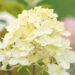 Hydrangea paniculata `Graffiti` aed-hortensia (3)