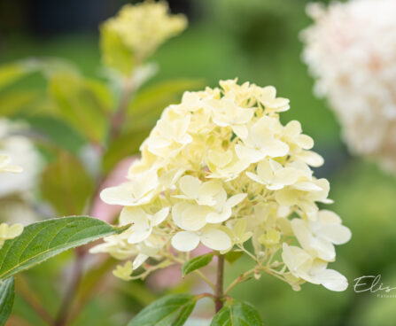 Hydrangea paniculata `Graffiti` aed-hortensia (4)