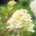 Hydrangea paniculata `Graffiti` aed-hortensia (4)