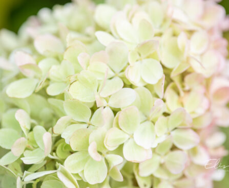 Hydrangea paniculata `Mojito` aed-hortenisa (1)