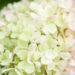 Hydrangea paniculata `Mojito` aed-hortenisa (1)