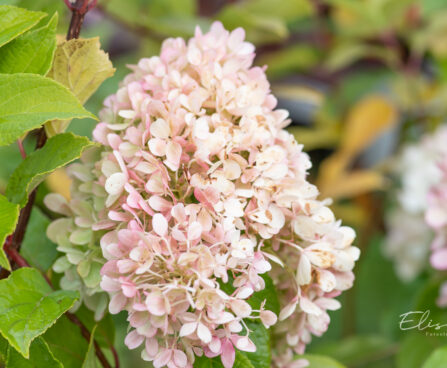 Hydrangea paniculata `Mojito` aed-hortenisa (2)