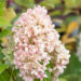 Hydrangea paniculata `Mojito` aed-hortenisa (2)