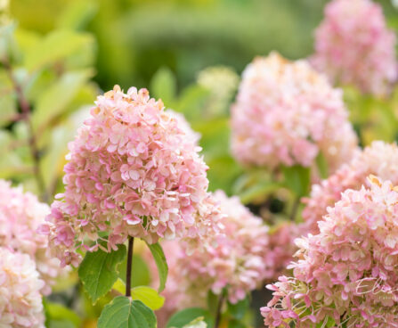 Hydrangea paniculata `Mojito` aed-hortenisa (3)