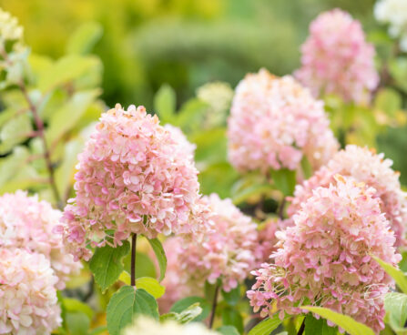 Hydrangea paniculata `Mojito` aed-hortenisa (4)