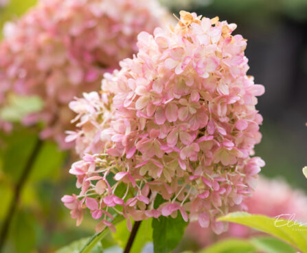 Hydrangea paniculata `Mojito` aed-hortenisa (5)