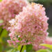 Hydrangea paniculata `Mojito` aed-hortenisa (5)