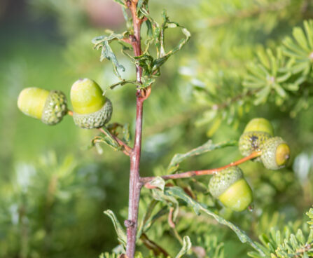 Quercus robur `Irtha` harilik tamm (1)