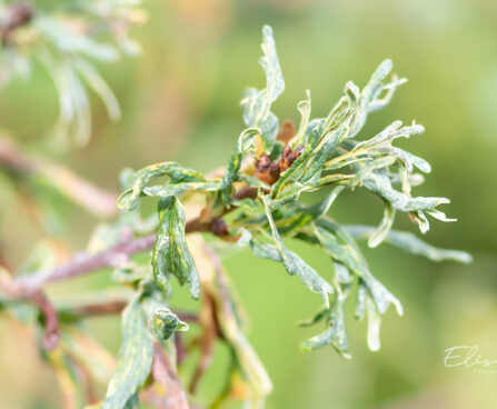 Quercus robur `Irtha` harilik tamm (2)