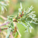 Quercus robur `Irtha` harilik tamm (2)
