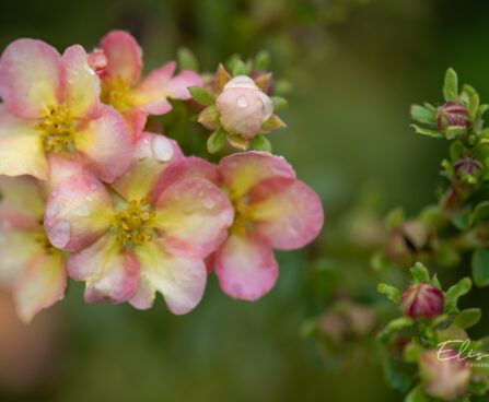 Potentilla `Double Punch Peach` harilik põõsasmaran (1)